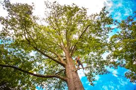 Trusted Williston Park, NY  Tree Services Experts